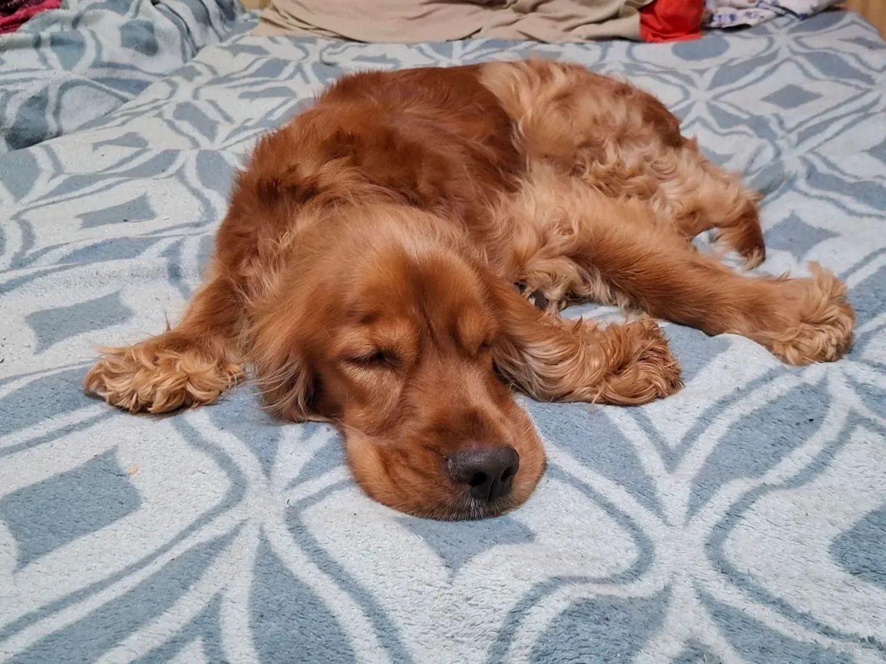 Cocker Spaniel - Foto 2