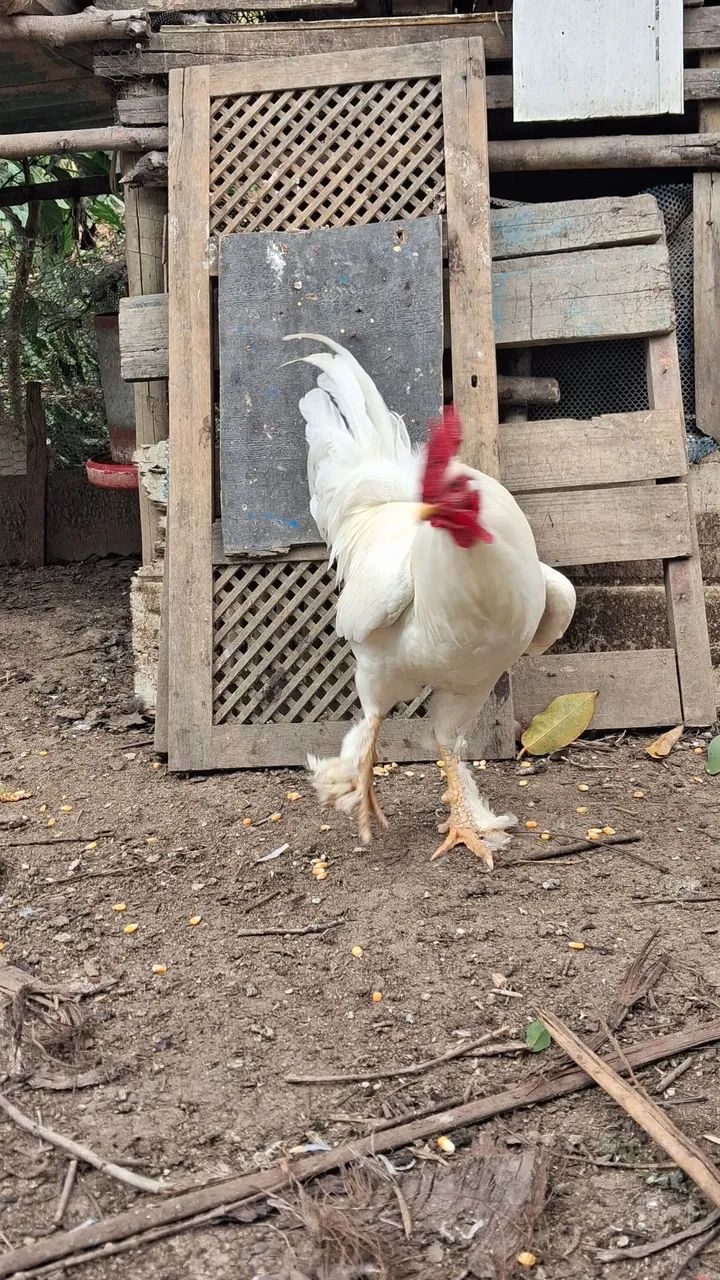 Frango brahma - Foto 3