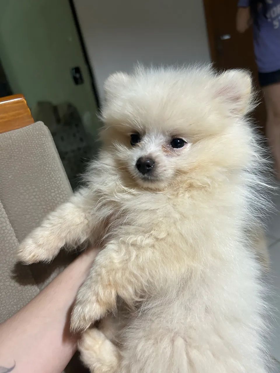 Spitz Alemão, macho de 4 meses de vida - Foto 3