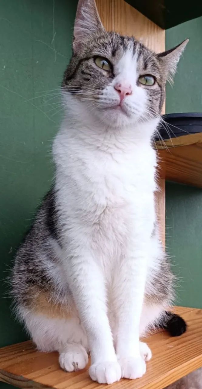Doação de lindas gatinhas  - Foto 4