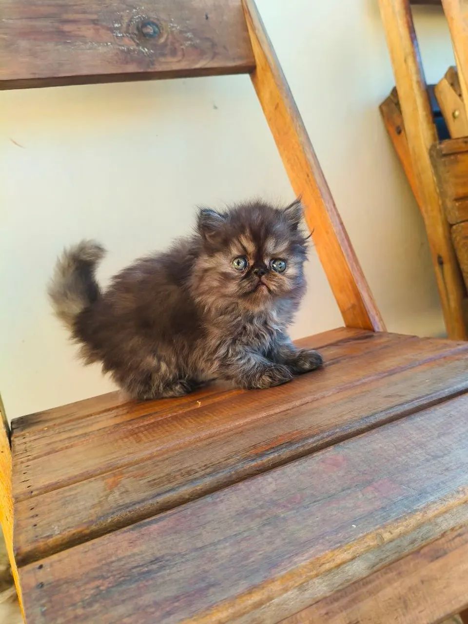 Persa TopShow - Fêmea Cor Black Smoked - Foto 6