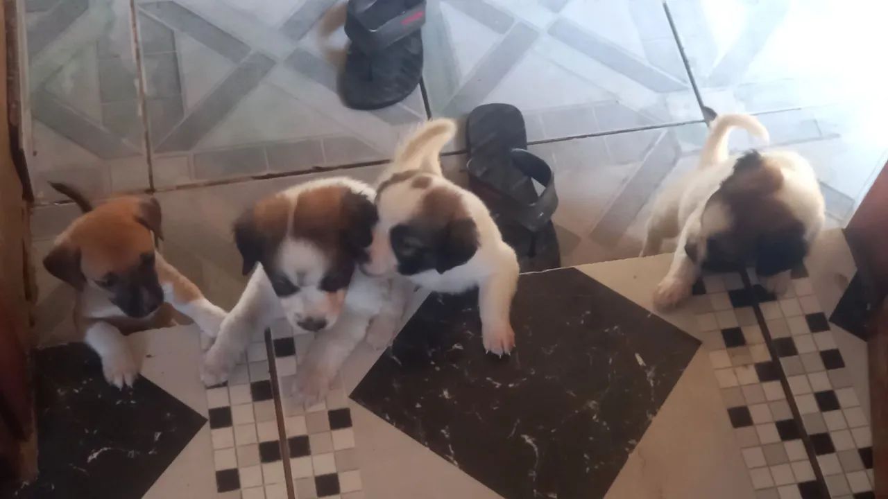 Doa-se lindos filhotes - Foto 5
