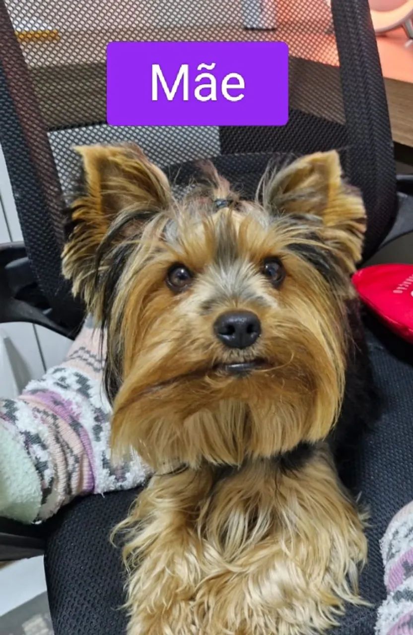 Filhotes de Yorkshire  - Foto 2