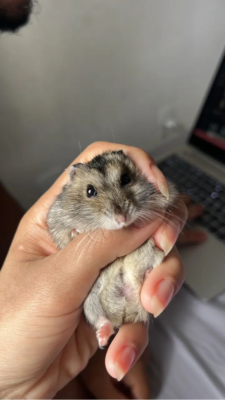 Hamster anão russo 