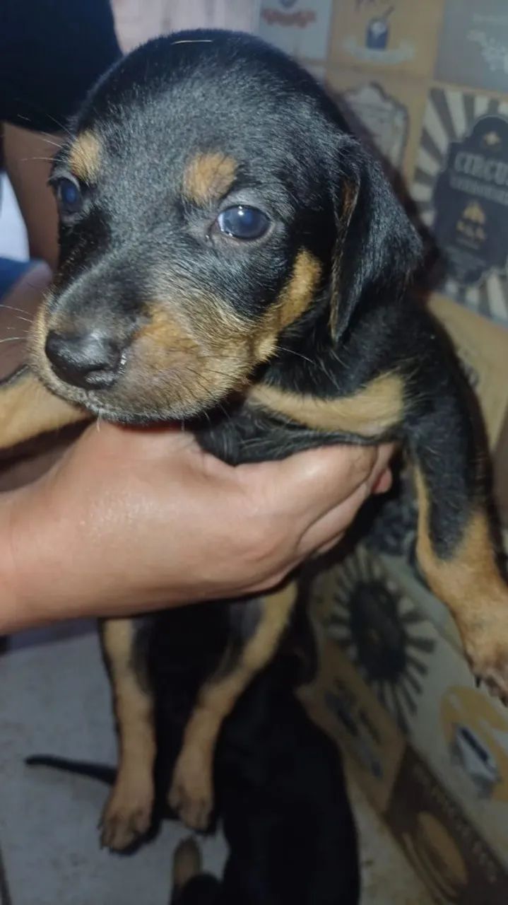 Cãezinhos para adoção - Foto 4
