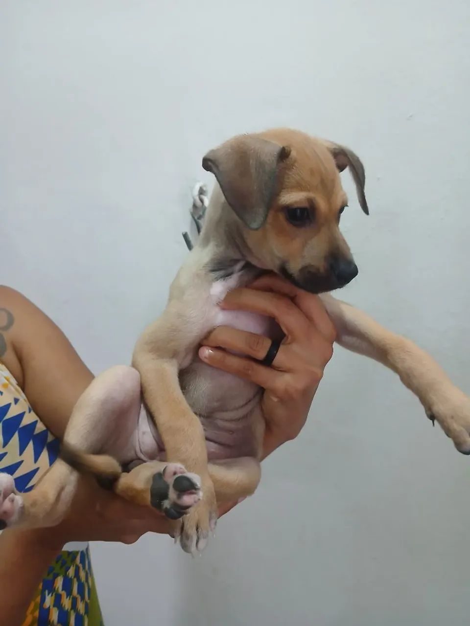 Doaçao de doguinha - Foto 2