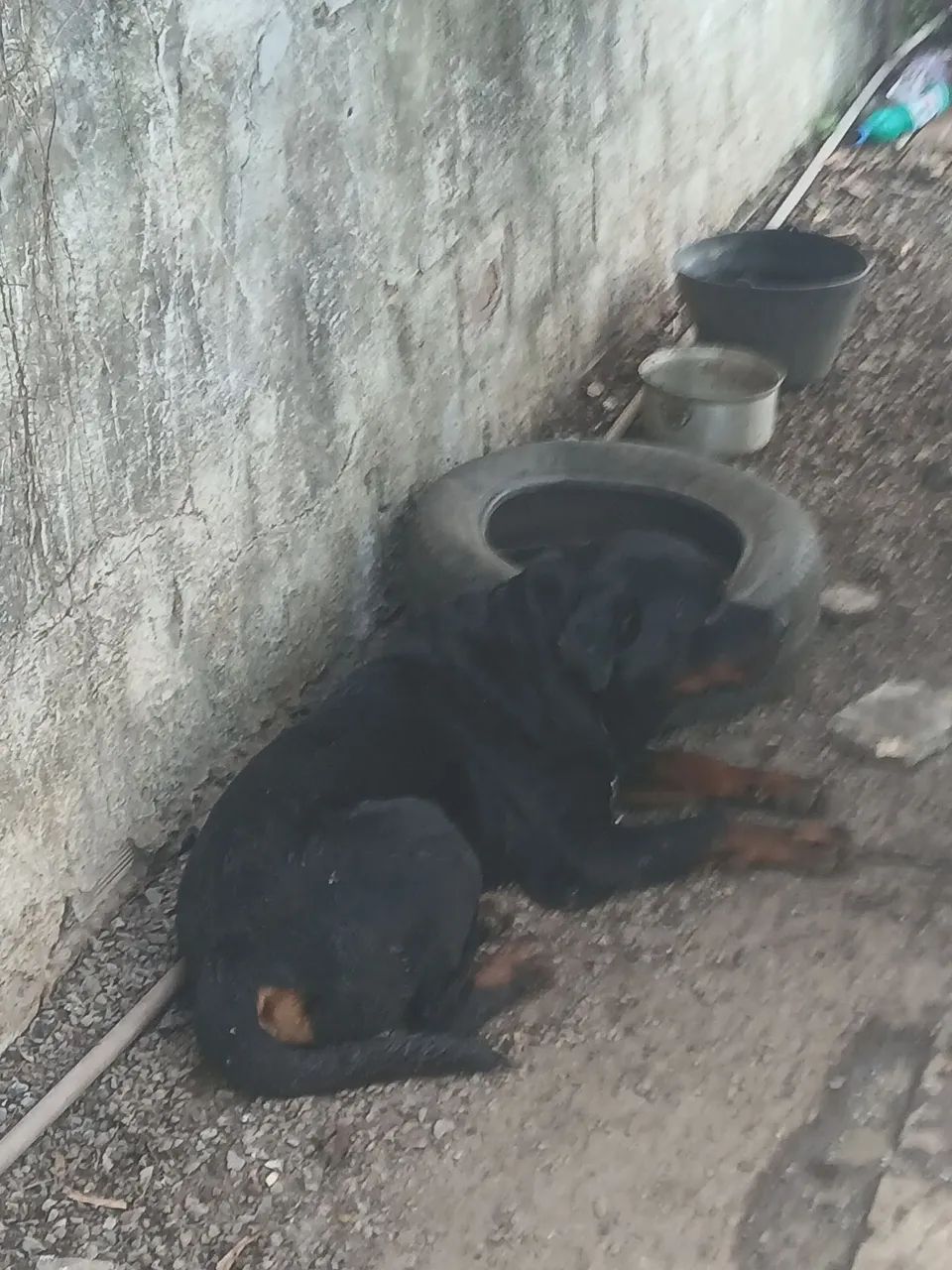 *Doação rotwailler 3 anos - Foto 3