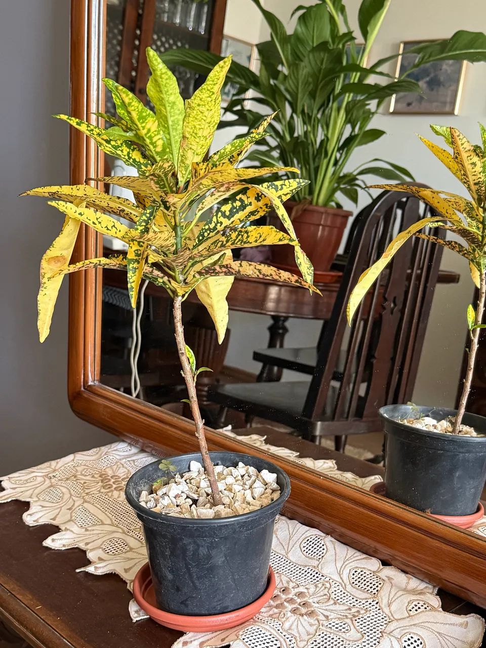 Lindas e variadas plantas  - Foto 4