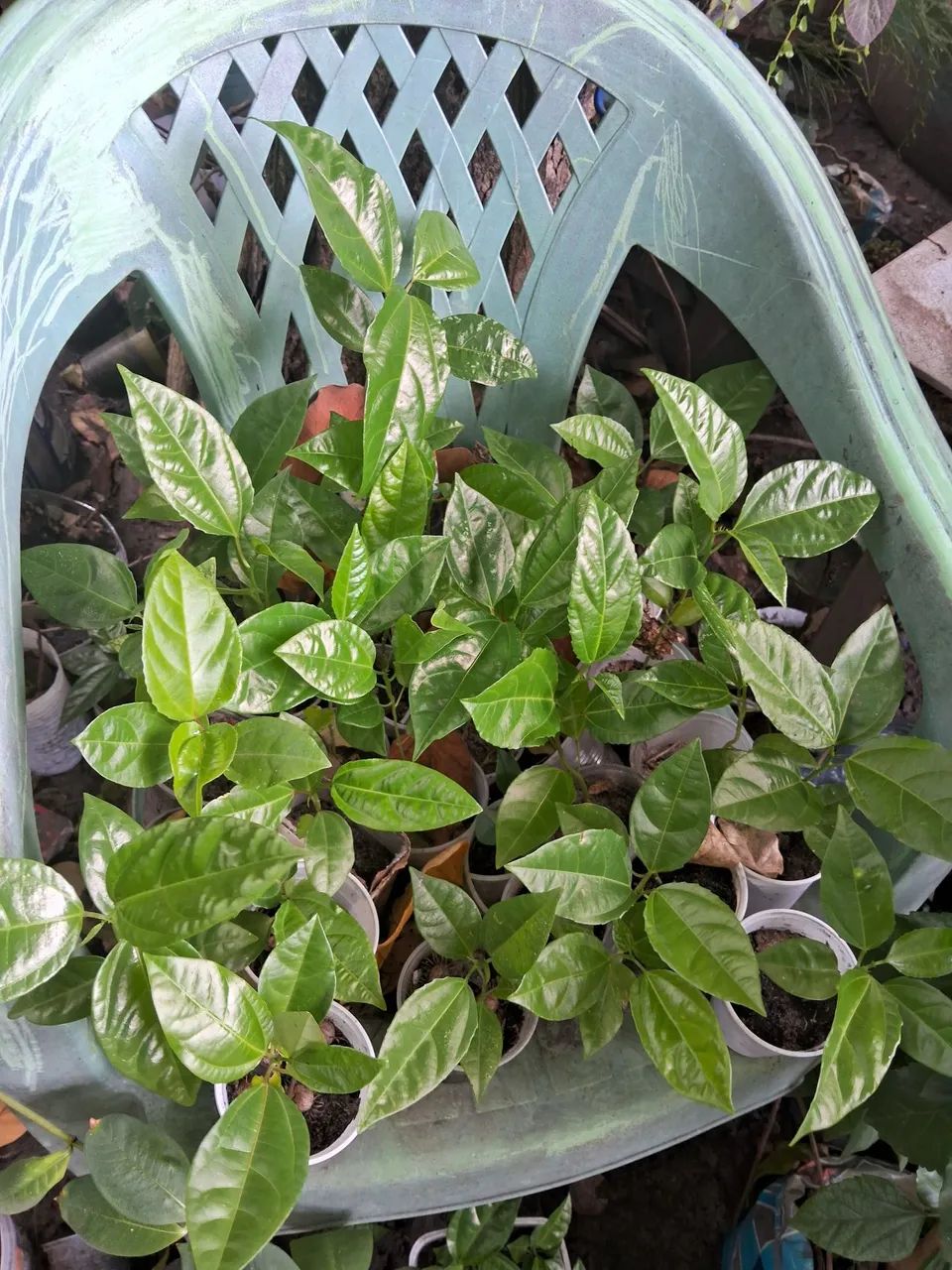 Plantas frutíferas  - Foto 4