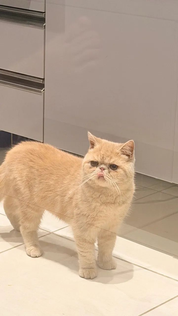 Gato persa - Foto 3