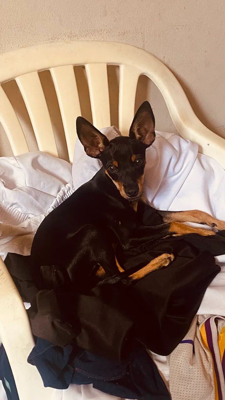 Cachorro - Foto 5