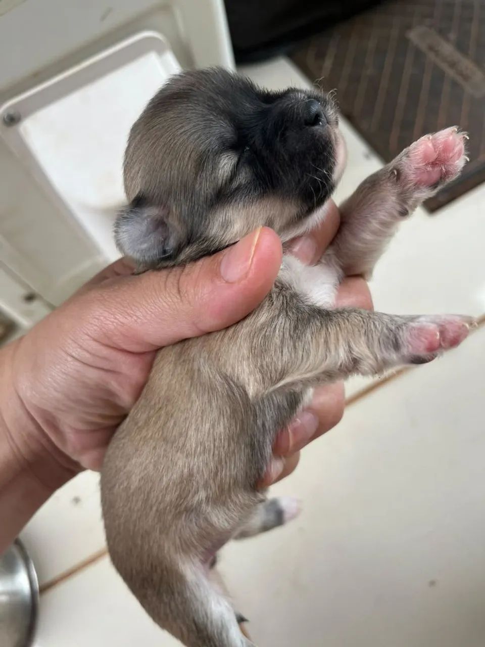 Lhasa Apso  - Foto 5