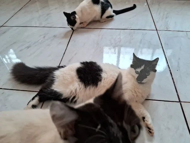 Doação de 4 gatos - Foto 2