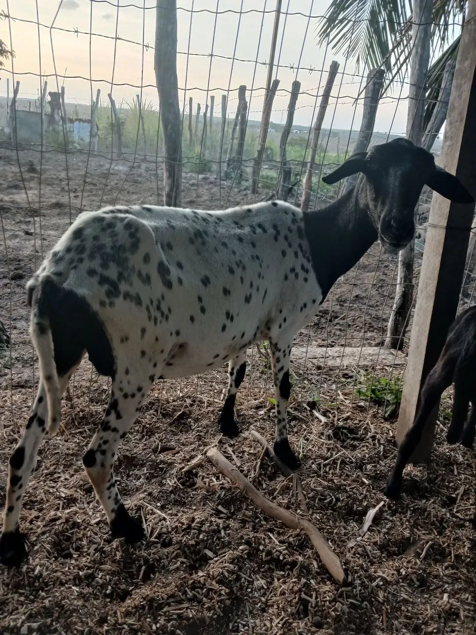 Ovelhas  - Foto 4