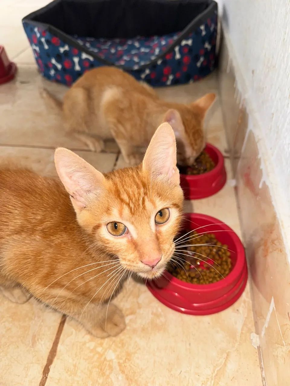Doação de gato  - Foto 3