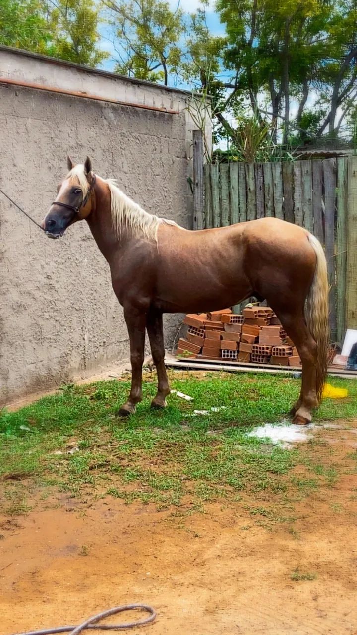 Cavalo - Foto 5
