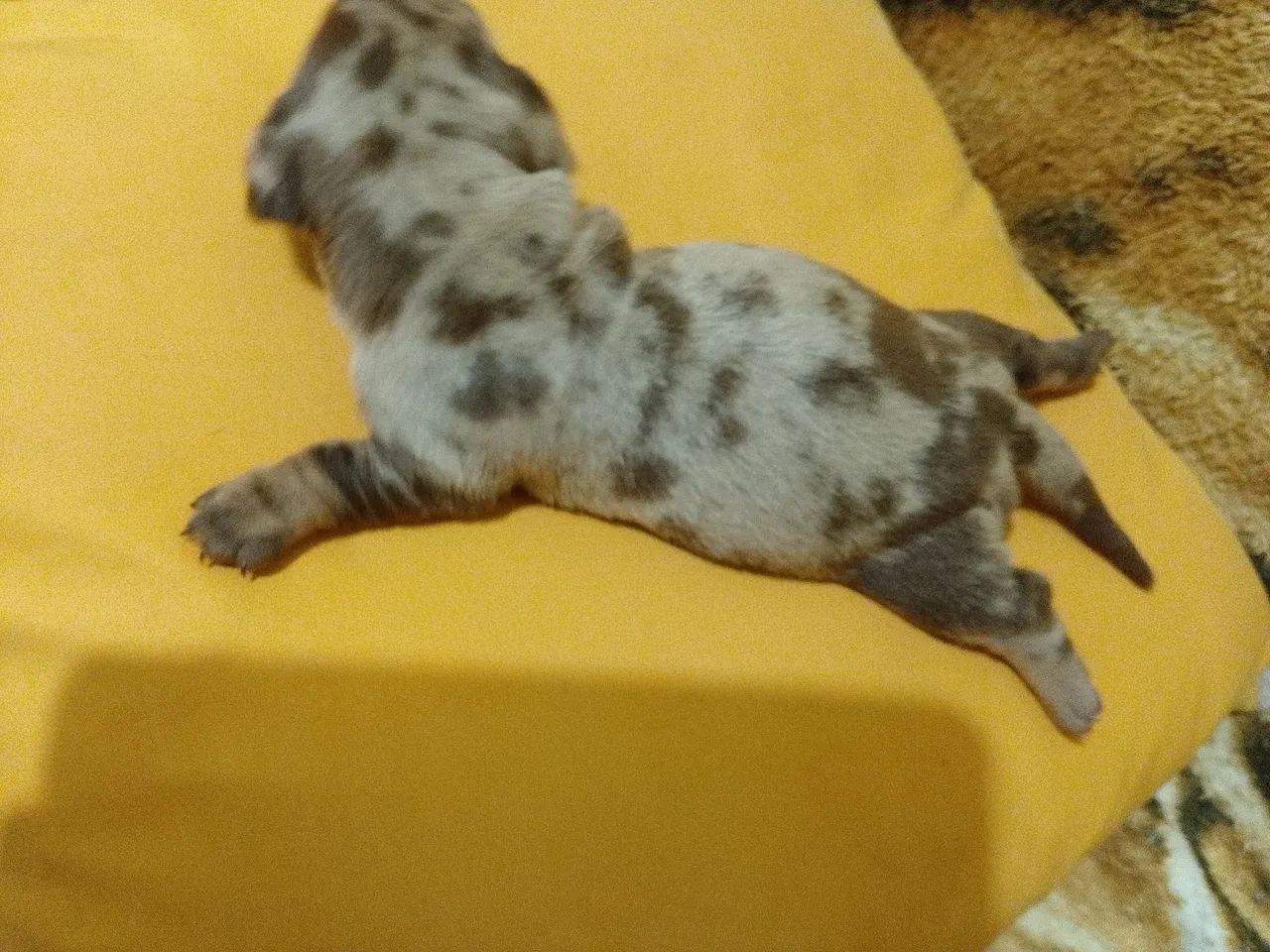 Salsichinha arlequim  - Foto 2