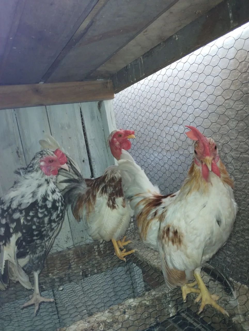 Mini-galos Garnizer  - Foto 3