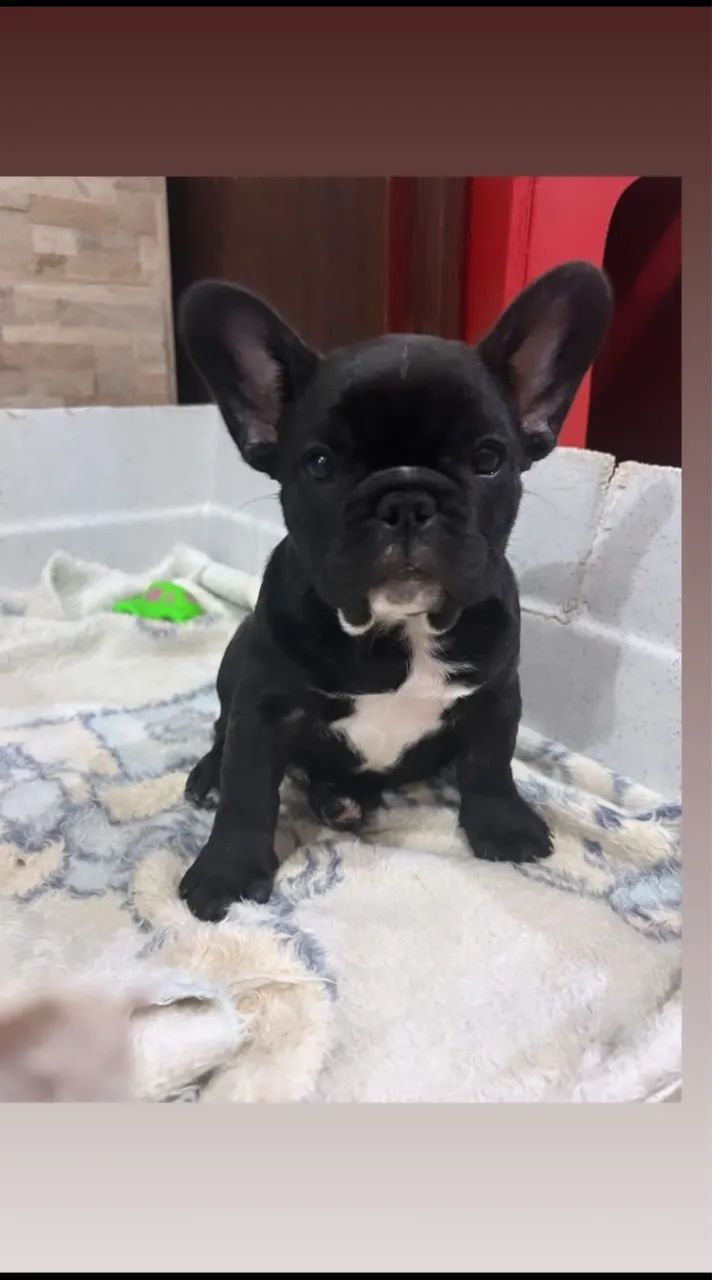 Buldogue francês feminha  - Foto 3
