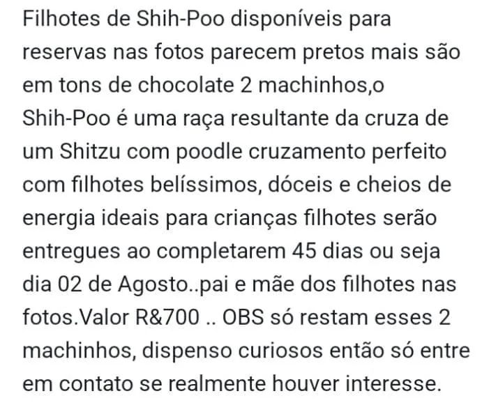 Cachorros