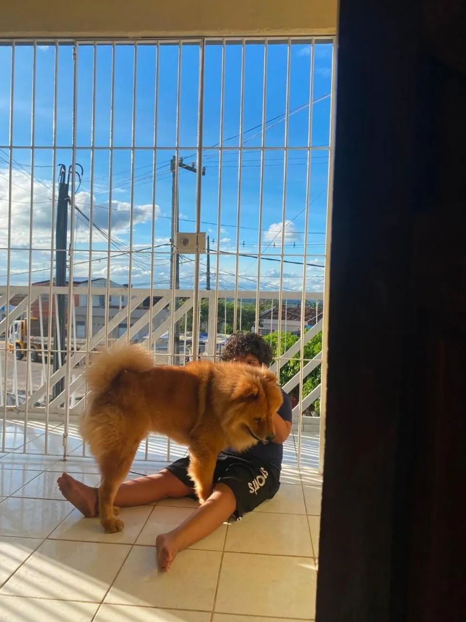 CACHORRO CHOW CHOW PARA CRUZAR. - Foto 3