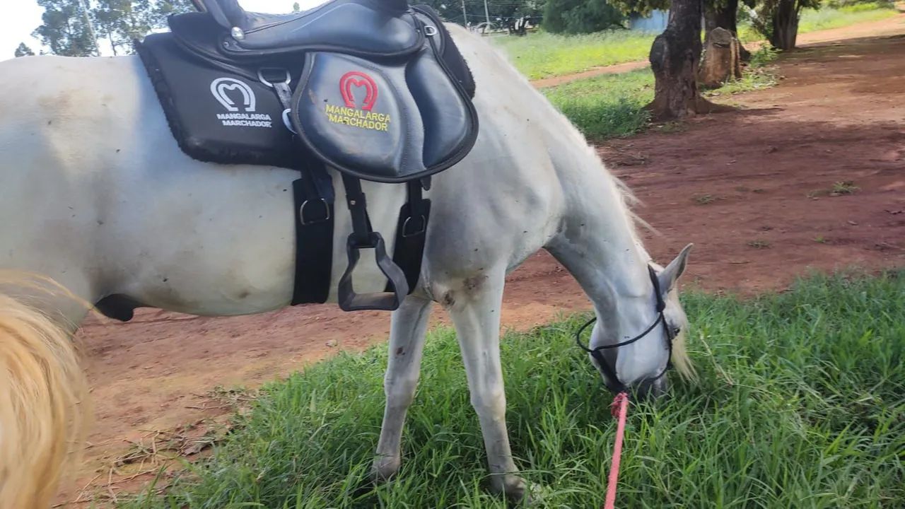 Vendo cavalo M.M - Foto 4