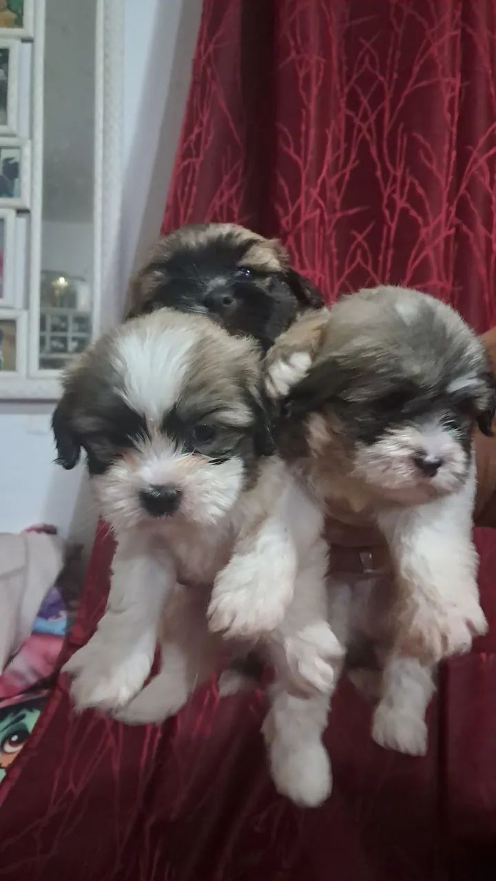 Lhasa Apso - Foto 3