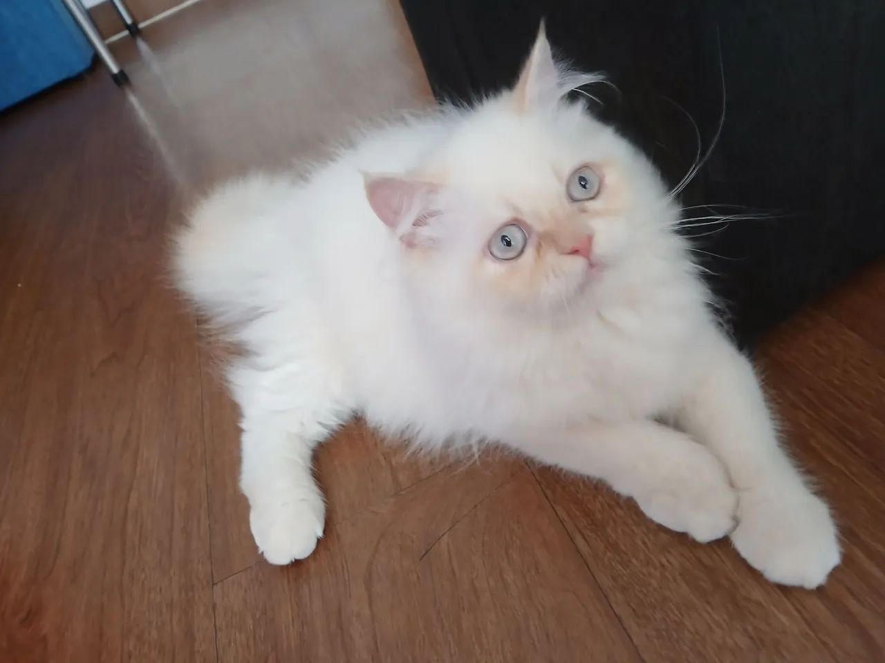 Gato Persa 4 meses - Foto 2
