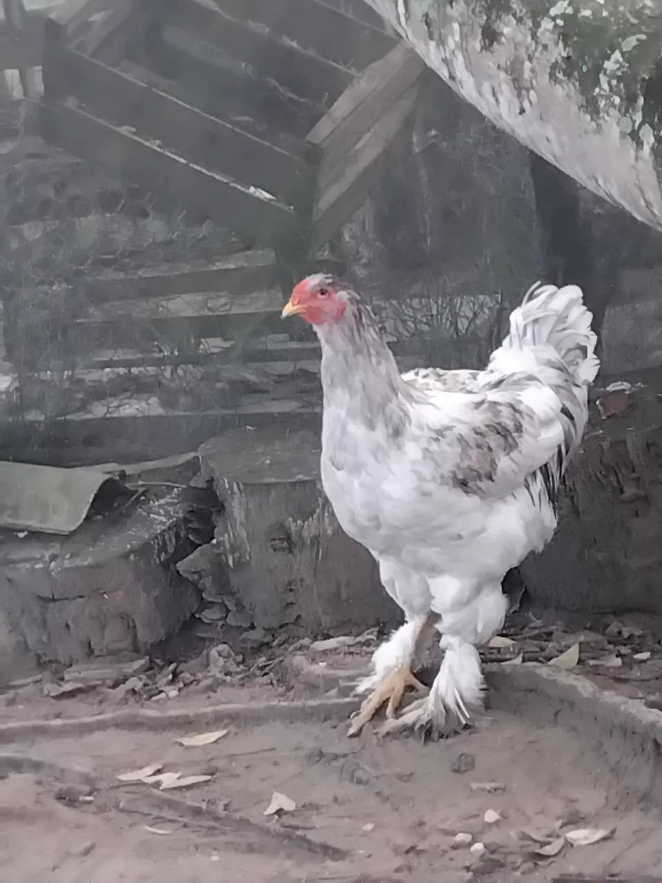Frango Brahma - Foto 4
