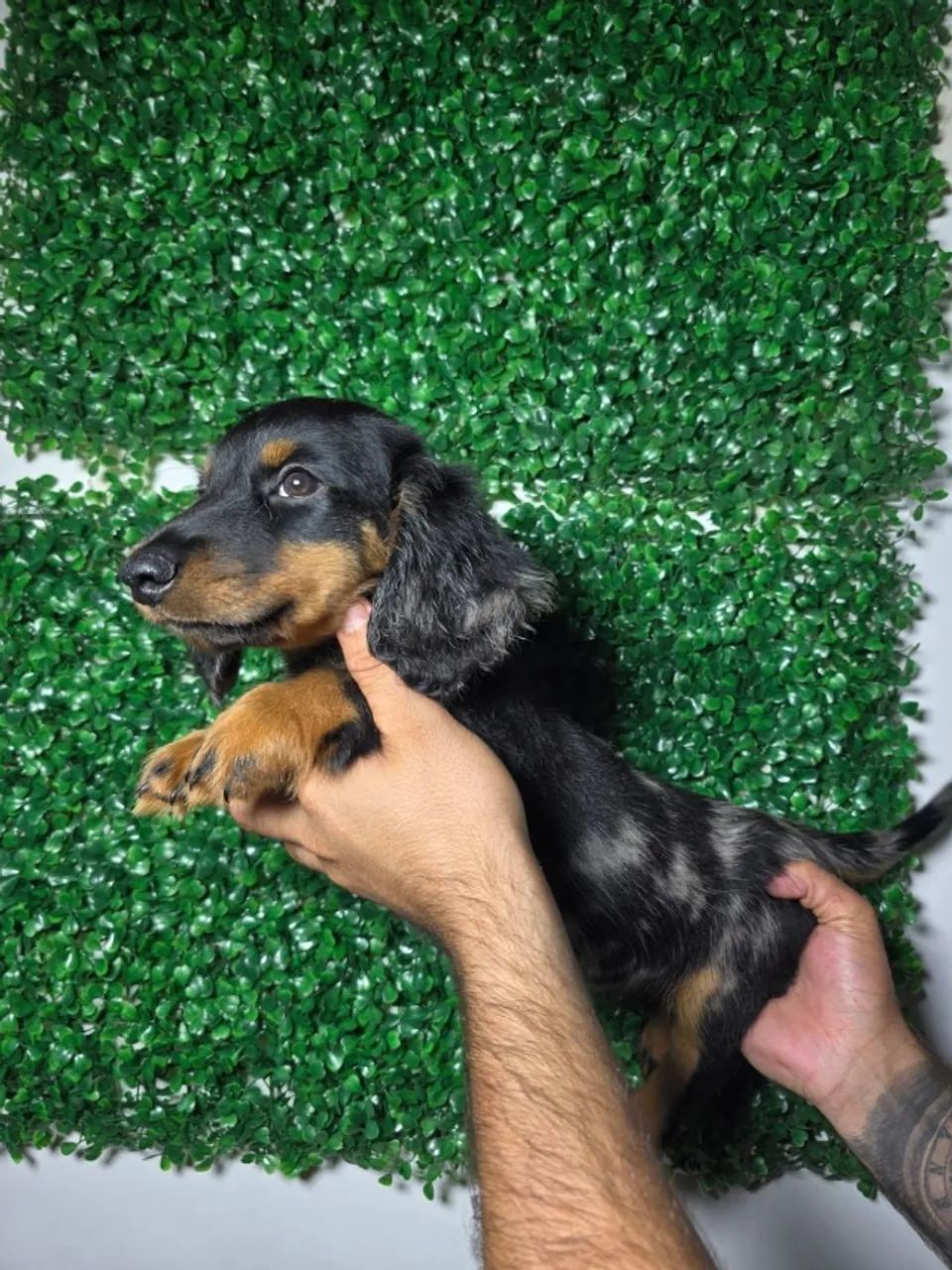 Dachshund de Raça Com Personalidade Marcante
