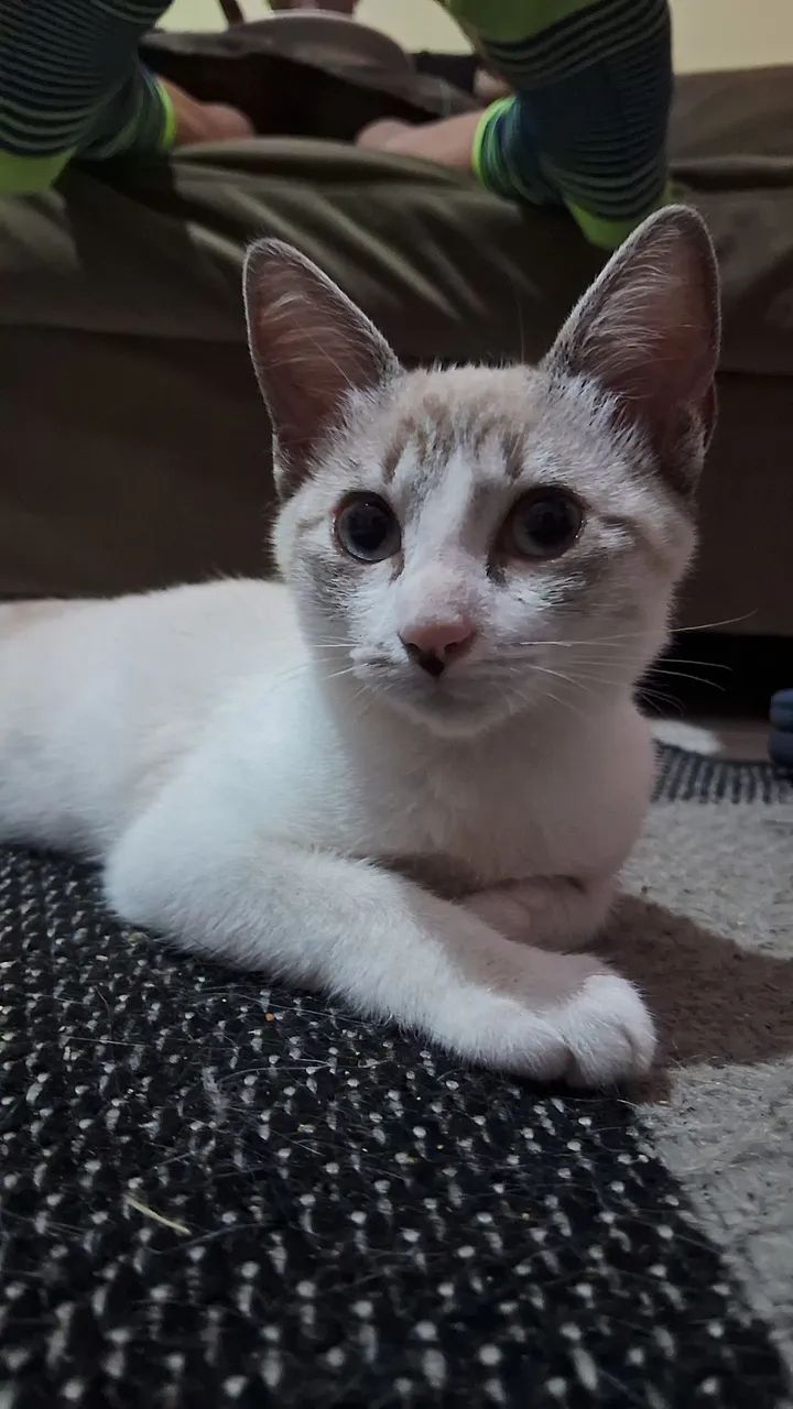 Gatinhos para adoção 