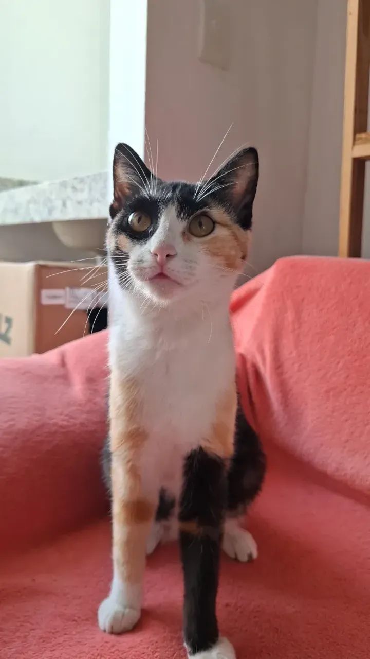 Gato para adoção  - Foto 2