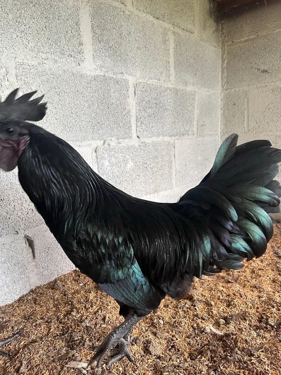 Galo ayam cemani - Foto 3
