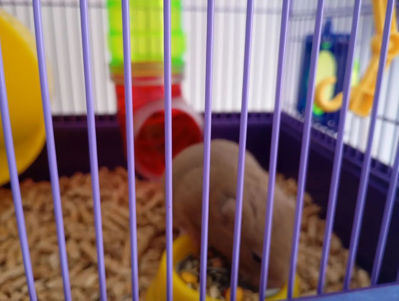 Hamster + gaiola  - Foto 2