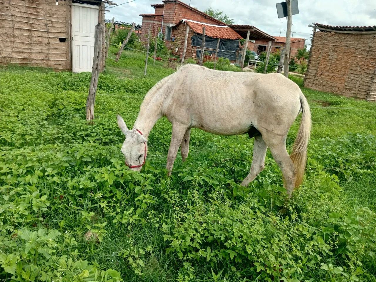 Vendo um cavalo,e o burro completo com caroça  - Foto 3