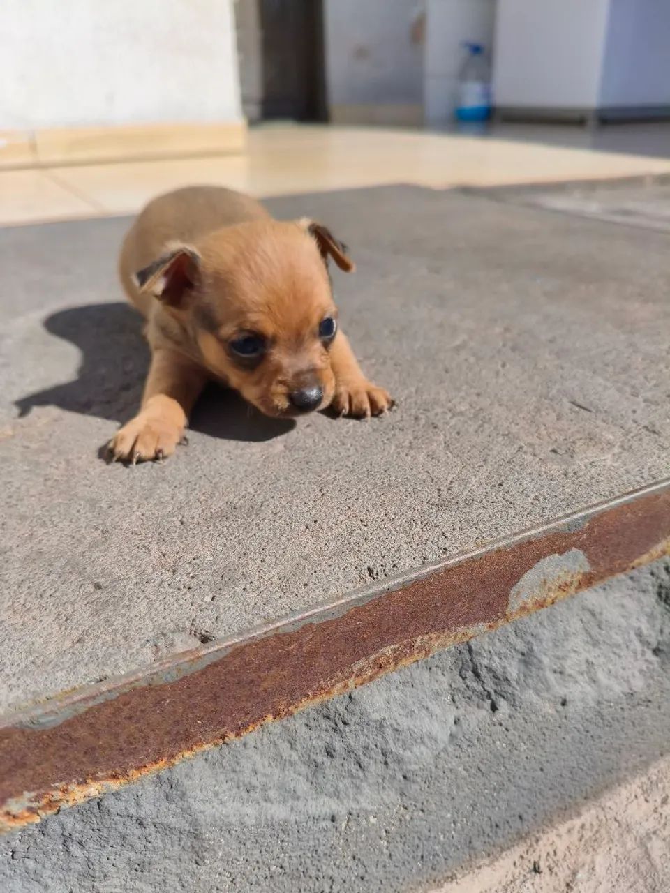 Pinscher 0