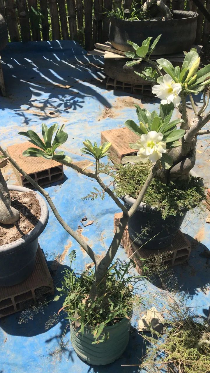Rosas do deserto  - Foto 2