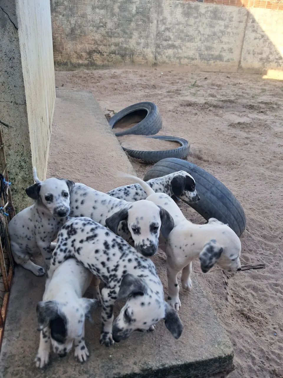 Cachorro  - Foto 4