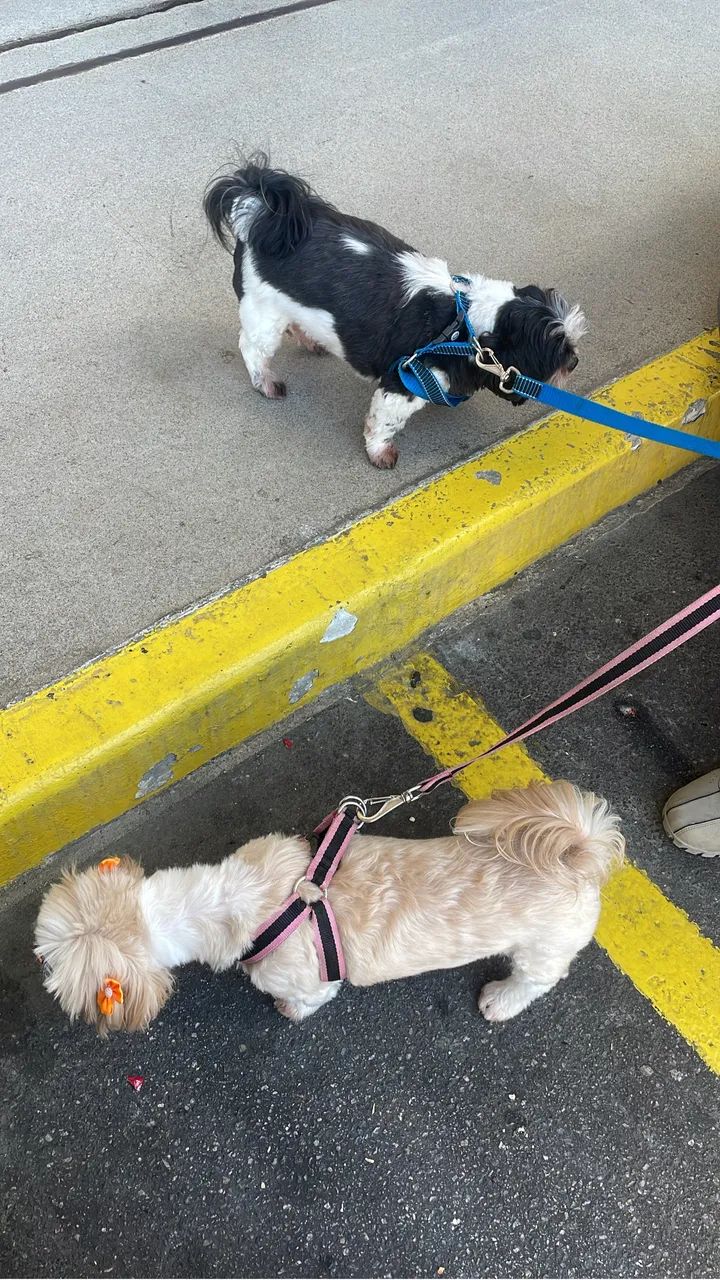Cuidadora de Pets e Passeadora de Cães  - Foto 5