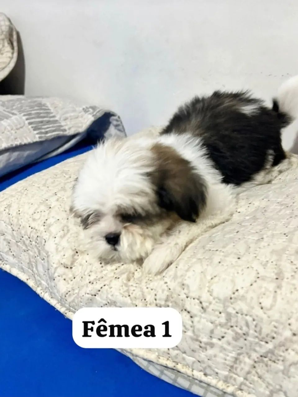 Shitszu 2 meses - Foto 3
