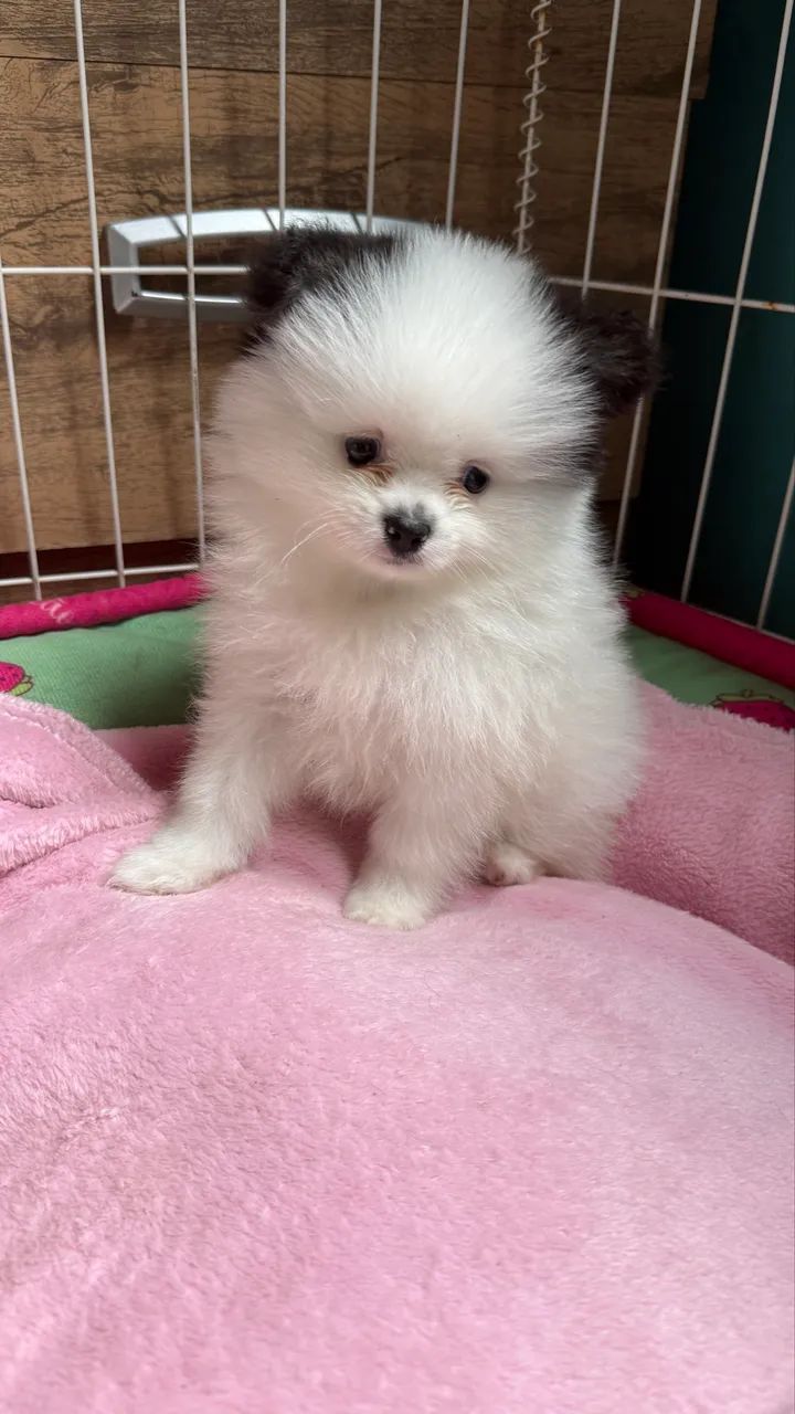 Spitz alemão - Cachorros - Paranacity 1503077009 | OLX