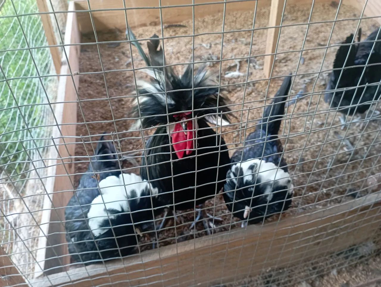 Polonesa preta de topete branco pintinhos/ovos