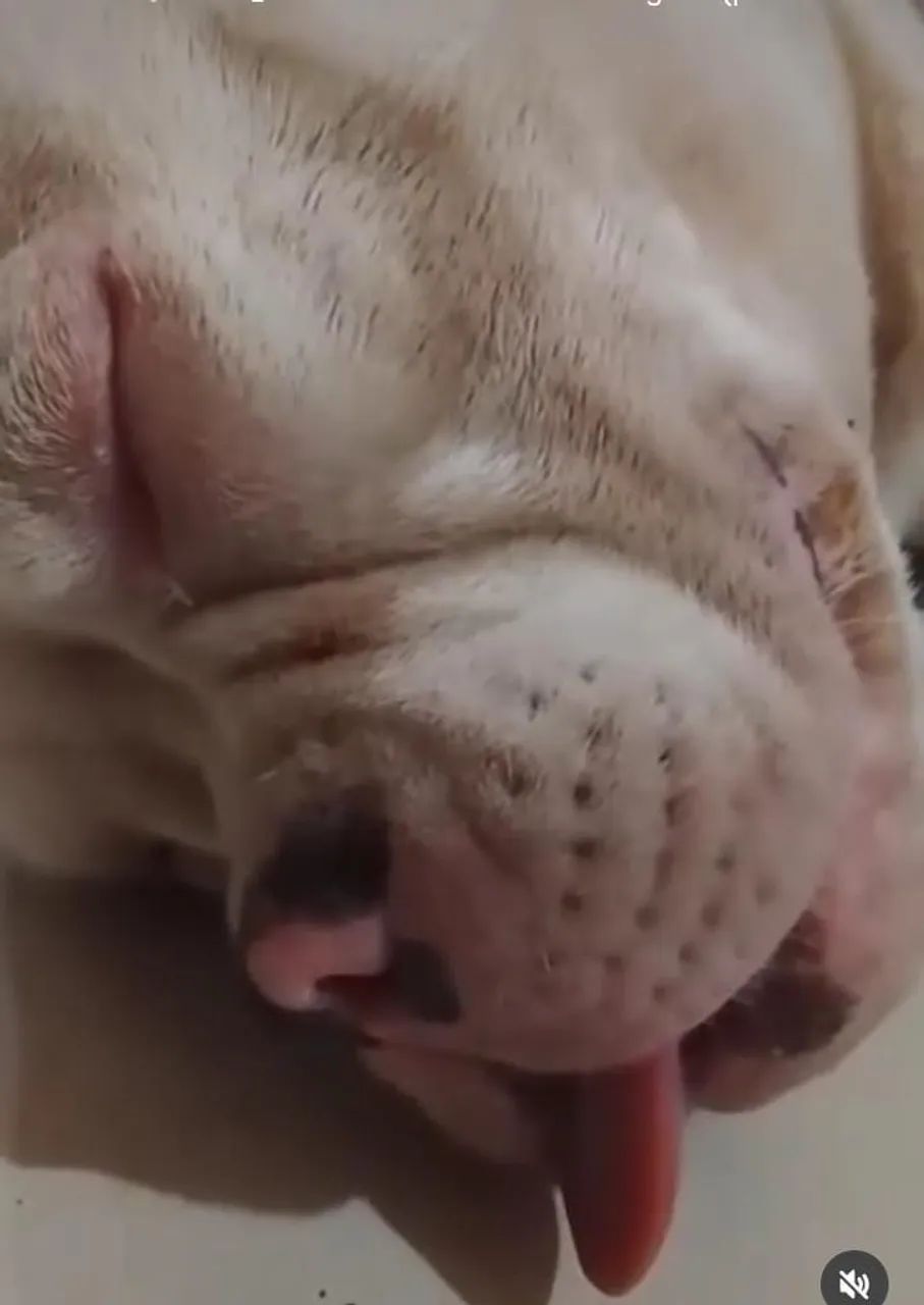 American Bully  - Foto 5