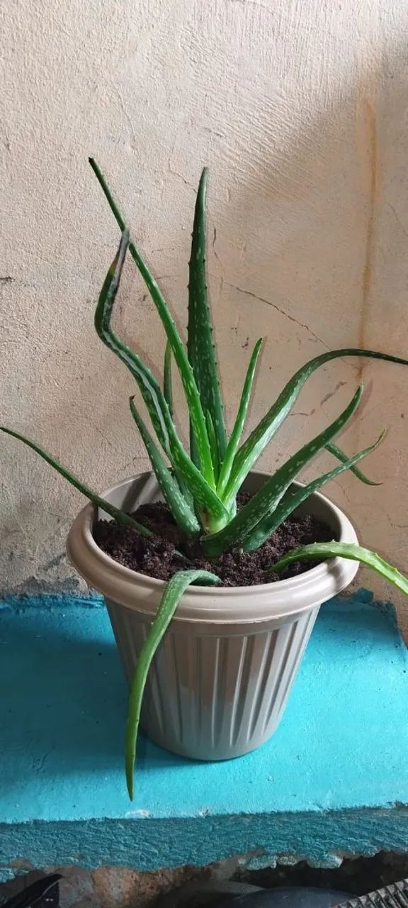 Vendo uma babosa com todo vaso 30