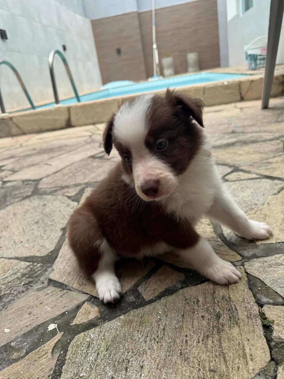 Filhote de Border collie  - Foto 3