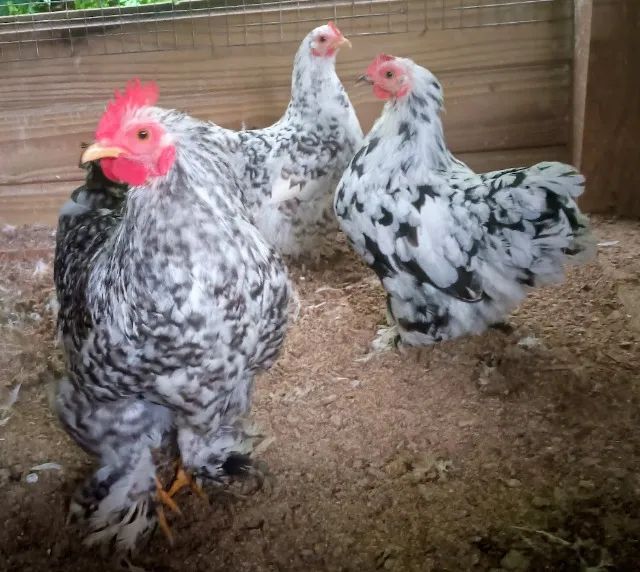 Terno Mini Cochin Mottled - Foto 2