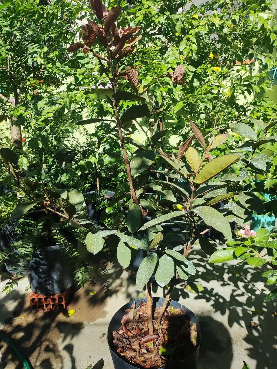 Muda frutífera goiaba roxa - Foto 3