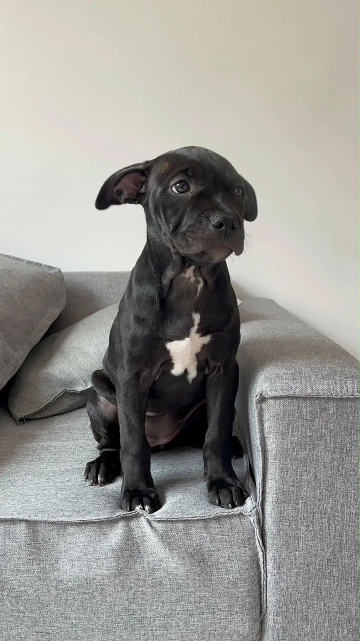 Filhote Pitbull 3 meses  - Foto 3
