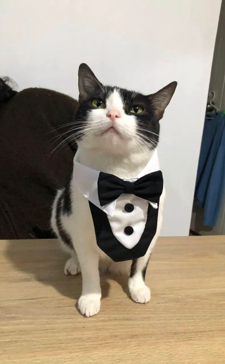 Peitoral Bandana Smoking para Gatos e Cães Pequenos - Traje de Gala Luxo