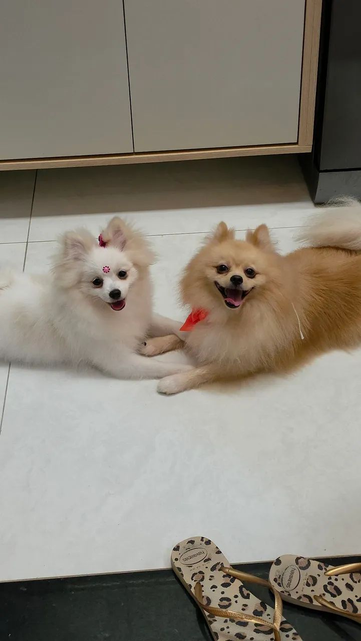 Spitz Alemão  - Foto 2